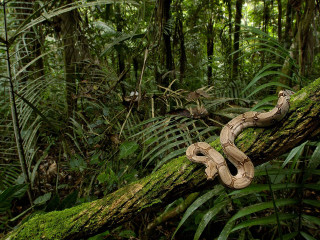 Snake tree jungle green plants - a snake free wallpaper for desktop