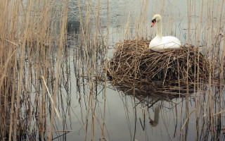 Swan nest water reeds duckling - a swan free wallpaper