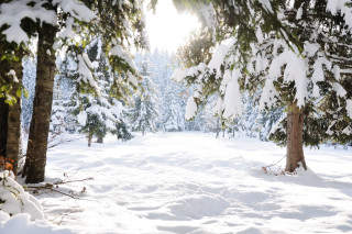 Snowy forest deer bird waterfall - forest free wallpaper