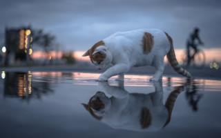 Cat walking wet surface bike 2 - a bike in the background free wallpaper
