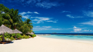 Beach palm trees umbrella ocean - the shore of the ocean free wallpaper