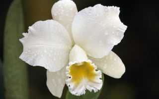 White flower water droplets macro 12 - petal free wallpaper