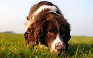 Dog grass distant blurry bush - a blurry background of the grass free wallpaper