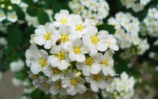 White flowers garden macro bokeh - a garden free wallpaper