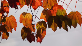Fall leaves branch umbrella kimono - a tree branch free wallpaper