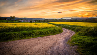 Dirt road yellow flowers sunset - a dirt road free wallpaper