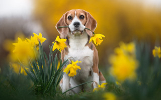 Dog field sad stick autumn - a sad look free wallpaper