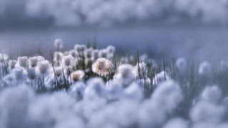 Grass white flowers lake clouds - free textures wallpaper