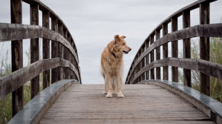 Dog bridge camera distant tilt - his head free wallpaper