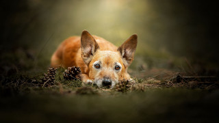 Dog laying grass pinecone moon - a pine cone free wallpaper