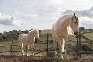 Horses fenced area cloudy sky - two horse free wallpaper