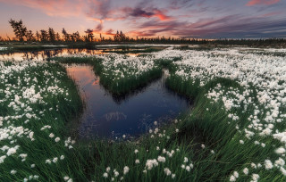 Heart lake white flowers pink - sunset free wallpaper