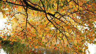 Tree yellow leaves water bridge - an impressionist painting free wallpaper