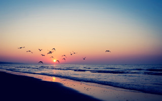Birds ocean sunset beach lighthouse - a flock of birds free wallpaper