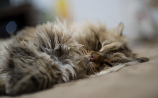 Fluffy cat sleeping floor blurry - f 1. free wallpaper