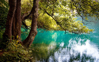 Lake tree background green leaves - impressionist free wallpaper