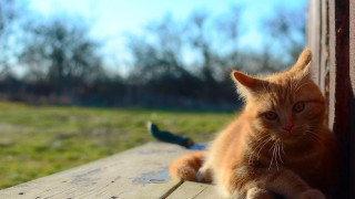 Cat bench outdoor greenfield bird - a green field free wallpaper