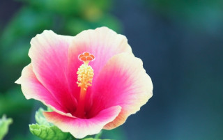 Pink flower yellow center green 23 - a yellow center free wallpaper