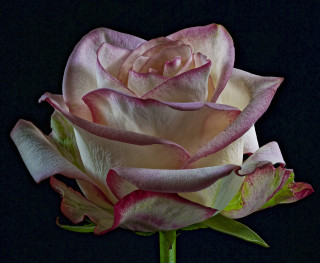 Pink rose green stem black - a pink rose free wallpaper