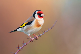 Bird fence macro art photography - colin gill free wallpaper