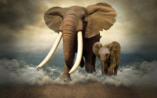 Elephants water curled trunks tusks - amédée ozenfant free wallpaper