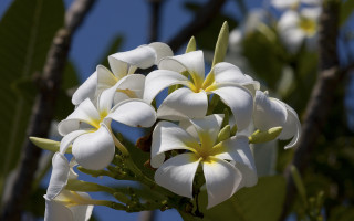 White flowers green leaves bokeh - derek chittock free wallpaper