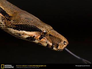 Snake cobra black background water - an illustration free wallpaper