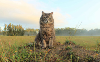 Cat dirt field trees sky - top of a pile free wallpaper