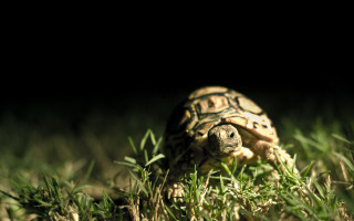 Small turtle night grass macro - the dark night time free wallpaper
