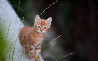 Curious kitten rock grass blue - a rock in a field of grass free wallpaper