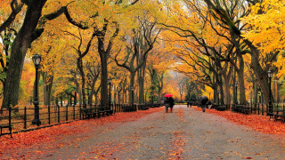 Autumn leaves forest sunset twilight - a couple of people free wallpaper