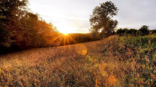 Autumn sunset forest lensflare nature - the sun free wallpaper
