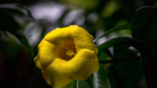 Yellow flower green leaves sunlight - a yellow flower free wallpaper
