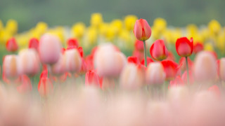 Red yellow flower bokeh macro - deep depth of field free wallpaper