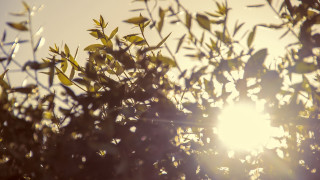 Sunlight leaves branches autumn blurry - a sun free wallpaper