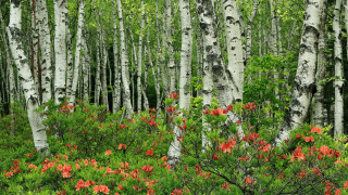 Forest flowers trees nature red - lot of trees free wallpaper