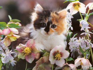 Cat sitting flower bed blurry - a blurry background of flowers free wallpaper