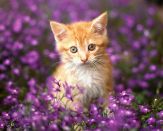 Kitten purple flowers green eyes - a small kitten free wallpaper