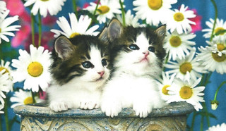 Kittens flower pot daisies blue - daisy free wallpaper