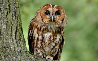 Brown owl forest nature photography - green tree free wallpaper