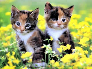 Kittens sitting field flowers daisies - cute free wallpaper