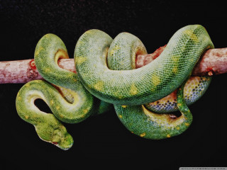 Green snake branch tongue out - a green snake free wallpaper