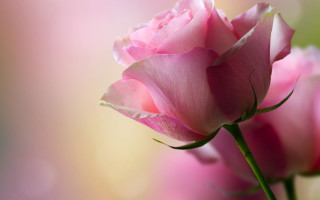 Pink rose closeup blurry background - a pink rose free wallpaper