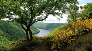 Tree hill river valley yellow 2 - impressionist free wallpaper