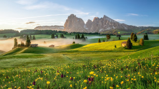 Green field yellow flowers house 2 - a green field free wallpaper