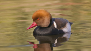 Duck red head swimming water 2 - a reflection of the water free wallpaper