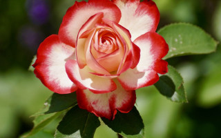 Red white rose green leaves 2 - a single flower in the foreground free wallpaper
