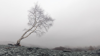 Lone tree rocky hillside foggy - a lone tree free wallpaper