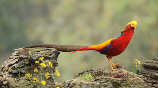 Colorful bird rock yellow flowers - a rock free wallpaper