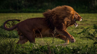 Lion attack wildlife photorealistic forest - wide free wallpaper